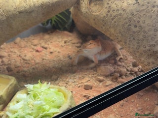 Bearded Dragon reptiles - Advert 20