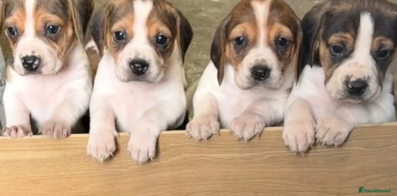 Beagle dogs for sale: 6 girl beagle pups waiting for their forever home - Advert 1