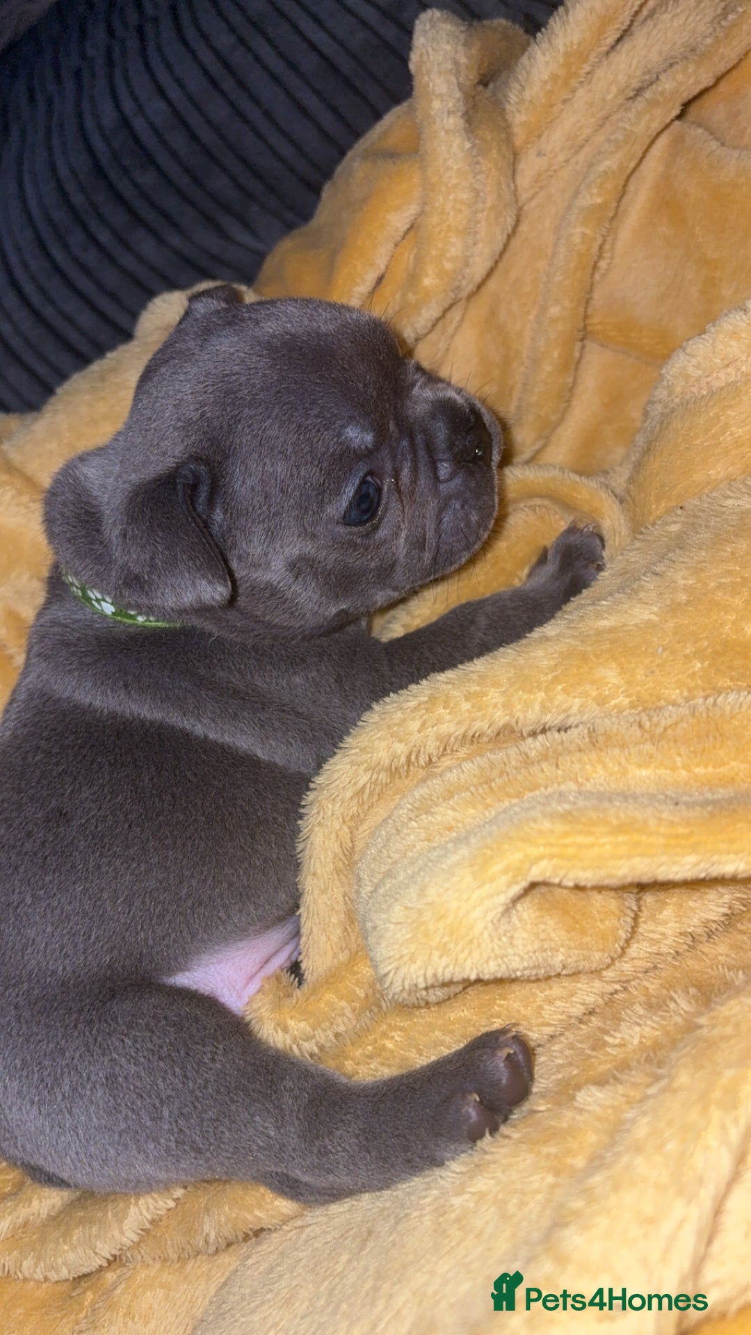 French Bulldog dogs for sale: Beautiful boy looking forever home  - Advert 16