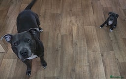Staffordshire Bull Terrier dogs for stud: BLUE Proven 50+ litters, natural and artificial  in Erith - Image 11