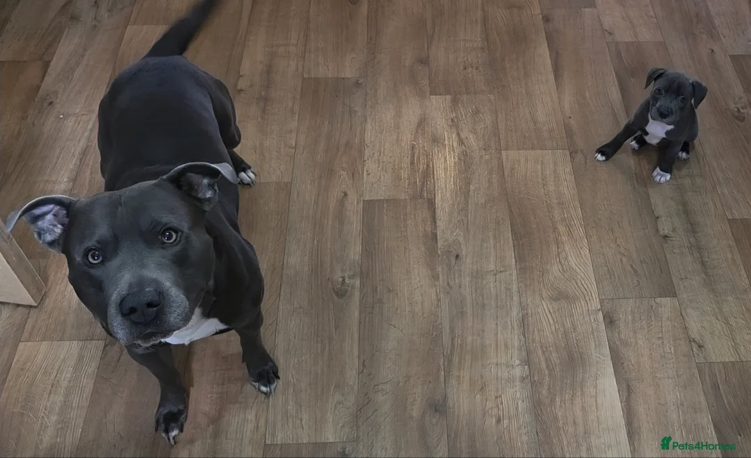 Staffordshire Bull Terrier dogs for stud: BLUE Proven 50+ litters, natural and artificial  in Erith - Advert 11