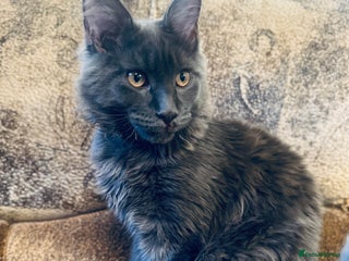 Maine Coon cats - Advert 18