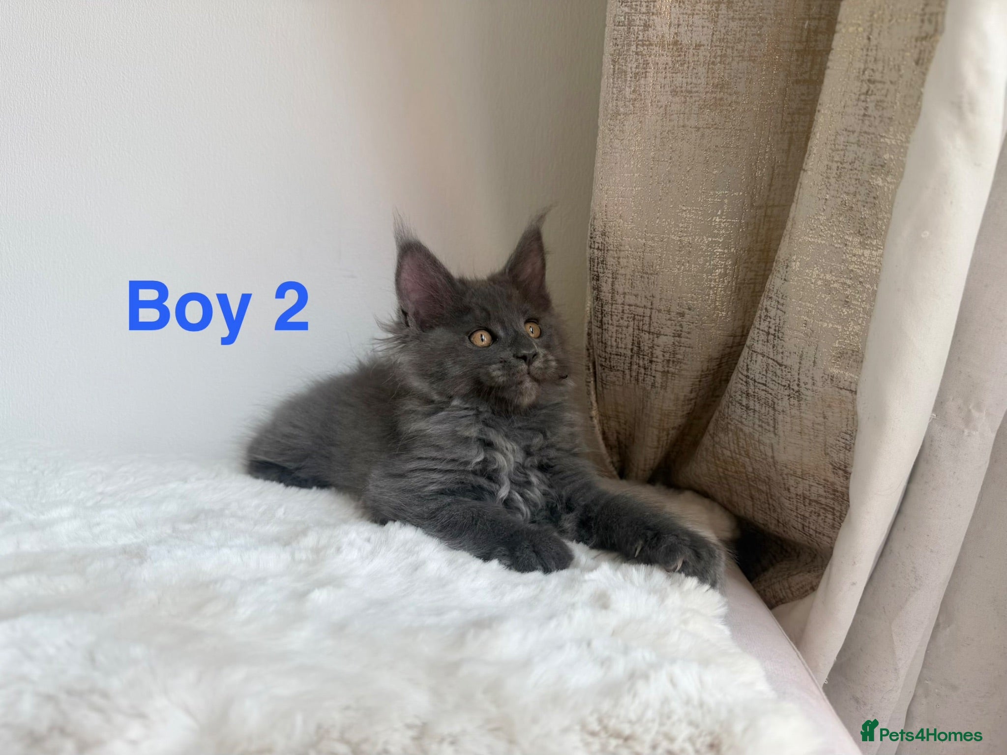 Maine Coon cats Only 2 left. SHOW QUALITY MAINE COON KITTENS  - Advert 2