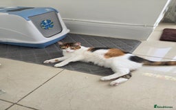 Mixed Breed cats for sale: Free to a good home  - Image 5
