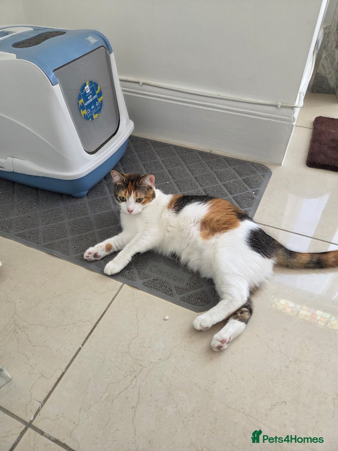 Mixed Breed cats for sale: Free to a good home  - Image 5
