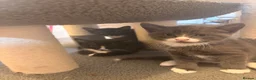 Mixed Breed cats for sale: 3 beautiful black and white tabby kittens for sale - Advert 10