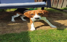 Beagle dogs for sale: Stunning Beagle girl  - Image 5