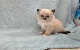 Ragdoll cats for sale: GCCF REGISTERED RAGDOLL KITTENS - Image 13