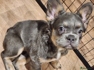 French Bulldog dogs Fluffy French bulldog puppies- strong bloodline. - Advert 14