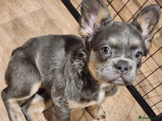 French Bulldog dogs Fluffy French bulldog puppies- strong bloodline. - Advert 5