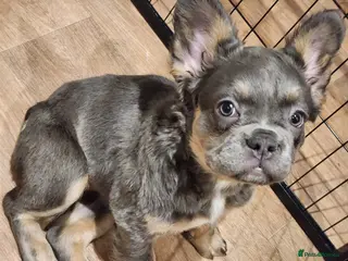 French Bulldog dogs KC reg Fluffy French bulldog puppies - Advert 1