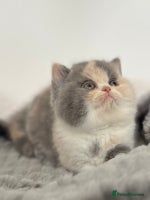 British Shorthair cats Exceptional BSH Girls, Champion Bloodlines - Advert 15