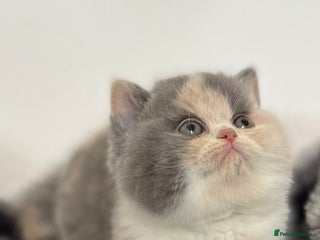 British Shorthair cats Exceptional BSH Girls, Champion Bloodlines - Advert 7