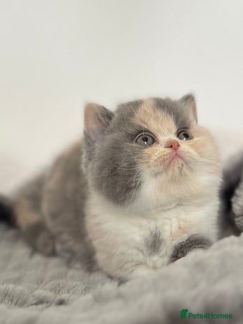 British Shorthair cats Exceptional BSH Girls, Champion Bloodlines - Advert 8