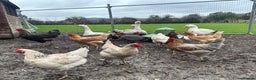 Chickens poultry for sale: Poultry for sale  - Advert 7