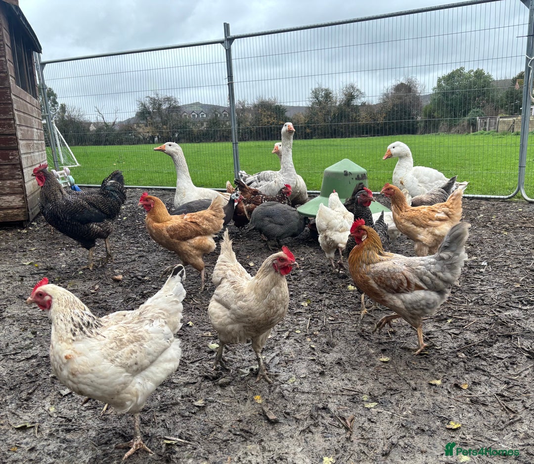 Chickens poultry for sale: Poultry for sale  - Advert 7