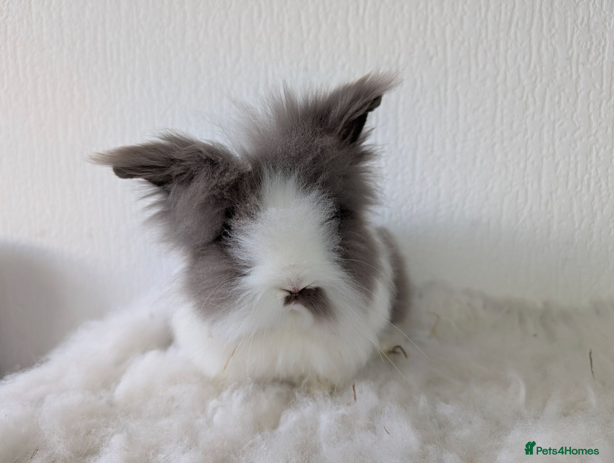 Lionhead rabbits Double Maned BE Lionheads - Advert 2