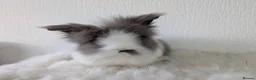 Lionhead rabbits for sale: Double Maned BE Lionheads in London - Advert 2