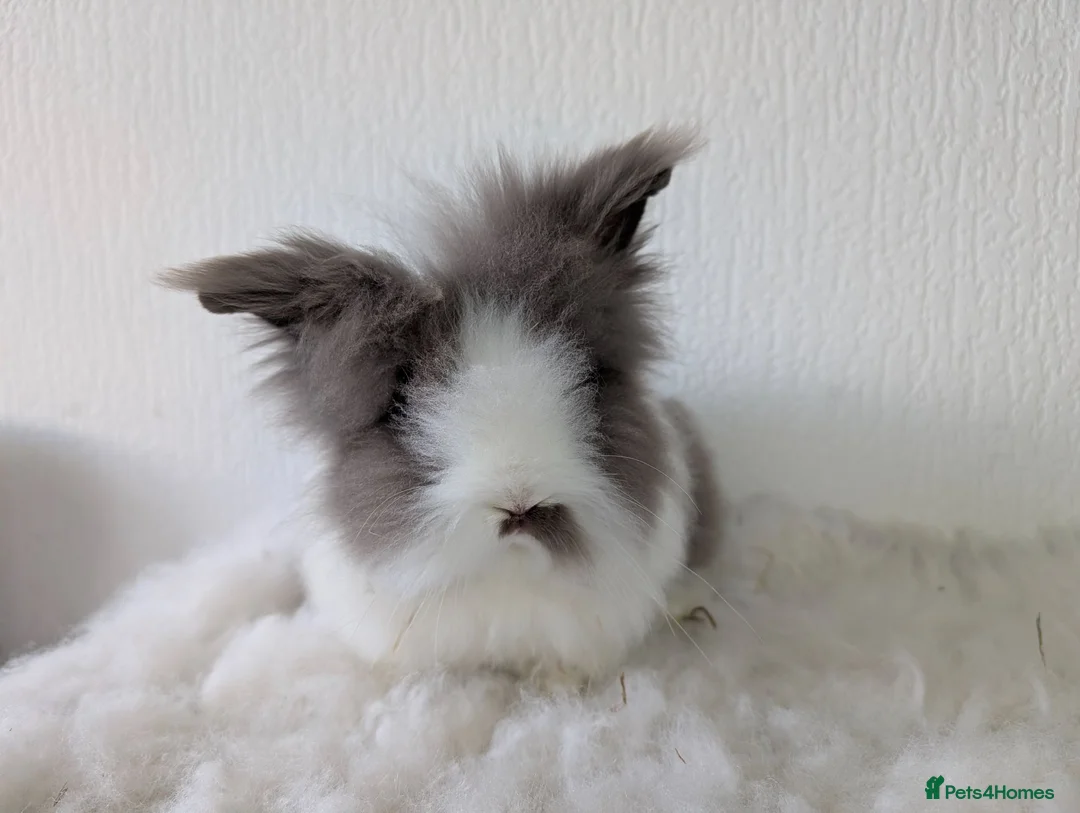 Lionhead rabbits for sale: Double Maned BE Lionheads in London - Advert 2