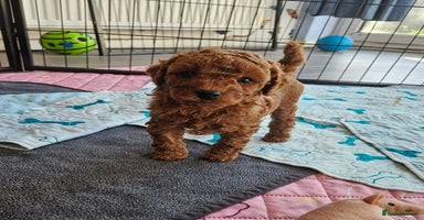 Miniature Poodle dogs Beautiful Health Tested Poodles - Advert 2