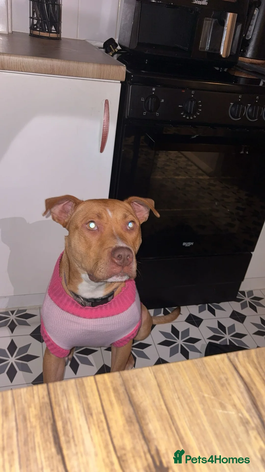 Mixed Breed dogs for sale: Luna  - Advert 6