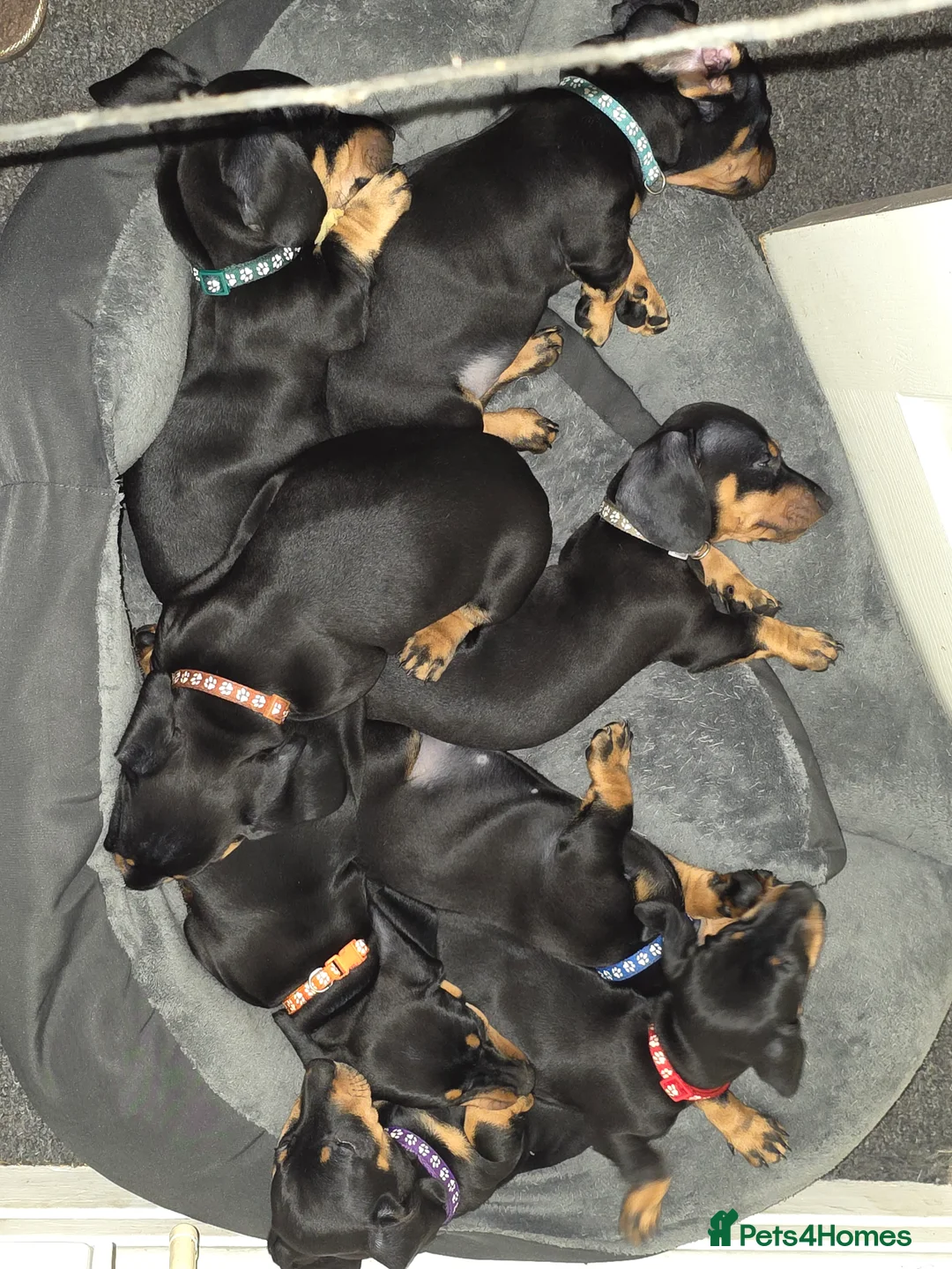 Dachshund dogs for sale: Outstanding Purebred Dachshunds: Health-Tested💎 - Advert 25