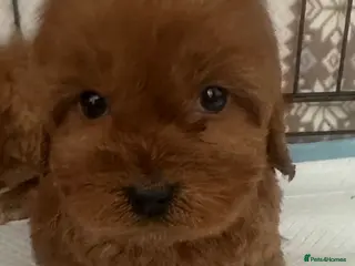 Cavapoo dogs Fox red F1 cavapoo - Advert 11