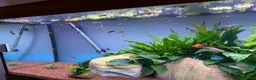 Live Bearers fish for sale: Guppies swords and Mollys  - Advert 3