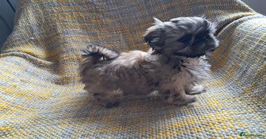 Shih Tzu dogs - Advert 2