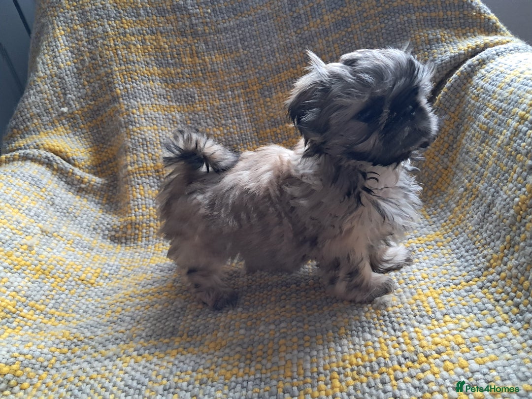 Shih Tzu Puppies for sale in Derby, Derby Pets4Homes