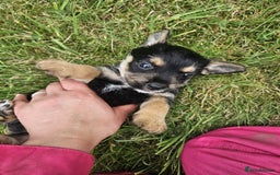 Mixed Breed dogs for sale: Miniature Schnauzer cross - Image 3