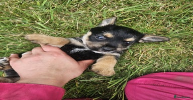 Mixed Breed dogs - Advert 4