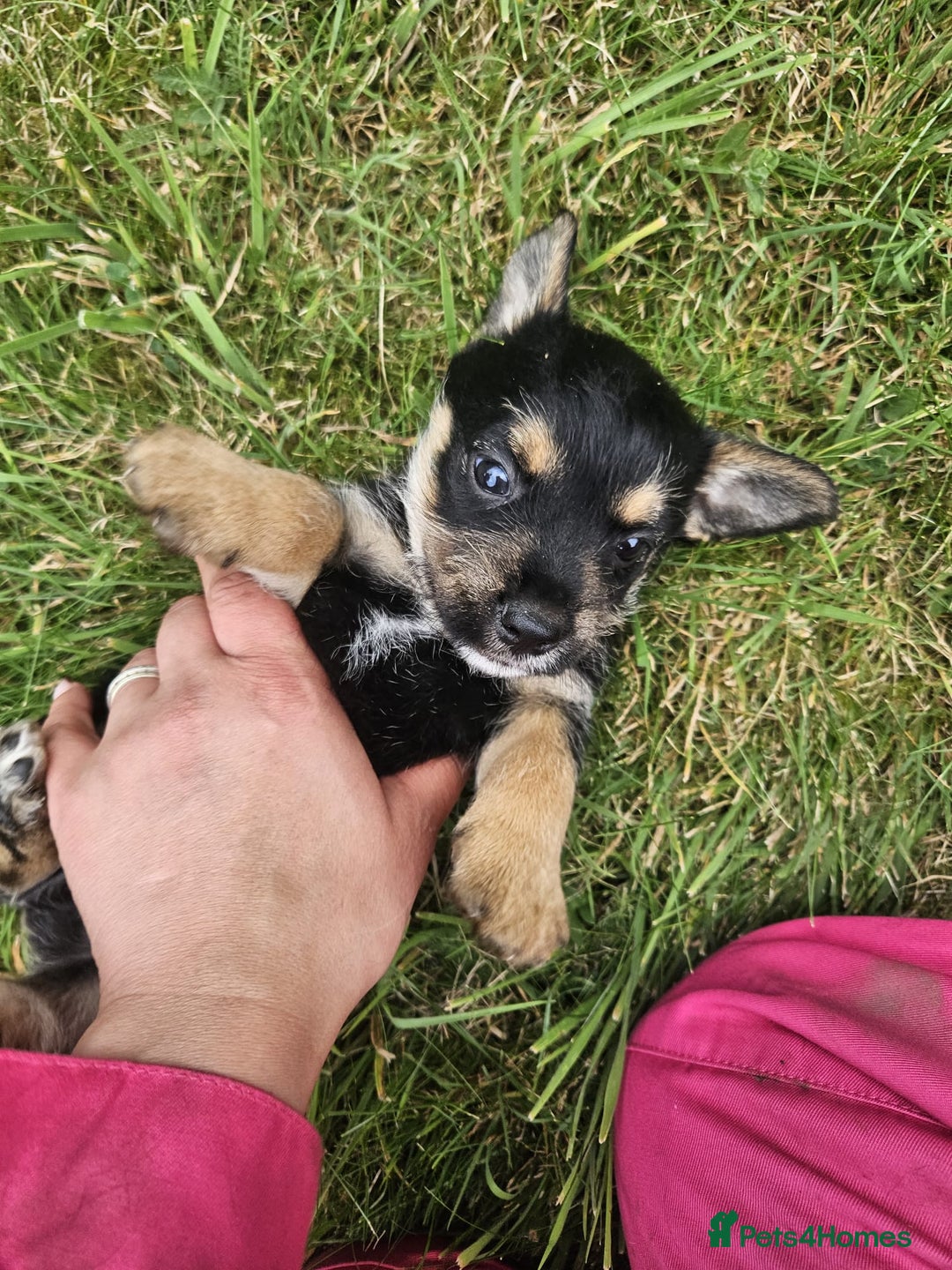 Mixed Breed dogs for sale: Miniature Schnauzer cross - Image 3