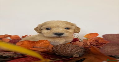 Cockapoo dogs - Advert 9