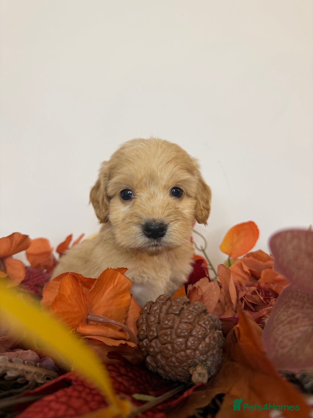Cockapoo dogs for sale: F2 Cockapoo puppies  - Image 3