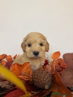 Cockapoo dogs - Advert 6