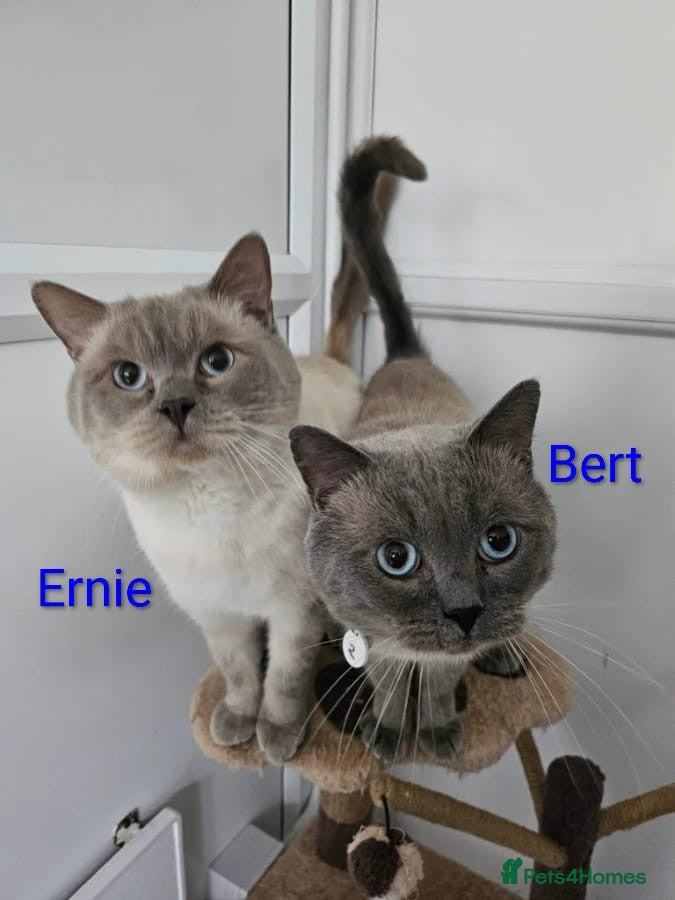 Ragdoll cats Bert & Ernie, looking for their furr-ever home - Advert 3