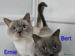 Ragdoll cats Bert & Ernie, looking for their furr-ever home - Advert 3
