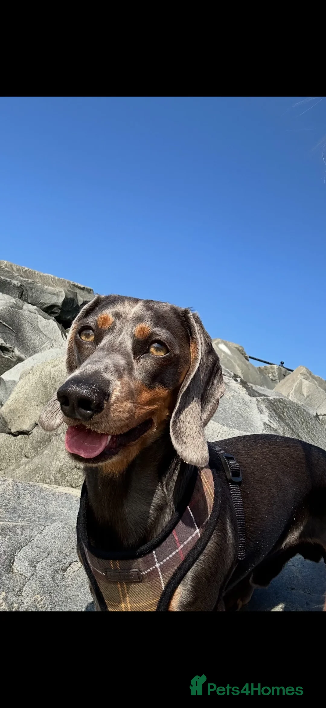 Miniature Dachshund dogs for stud: Miniature dachshund STUD - Advert 2