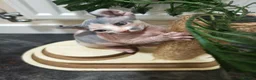 Sphynx cats for sale: Sphynx elf kittens for sale. Rare Calico girls.  - Advert 16