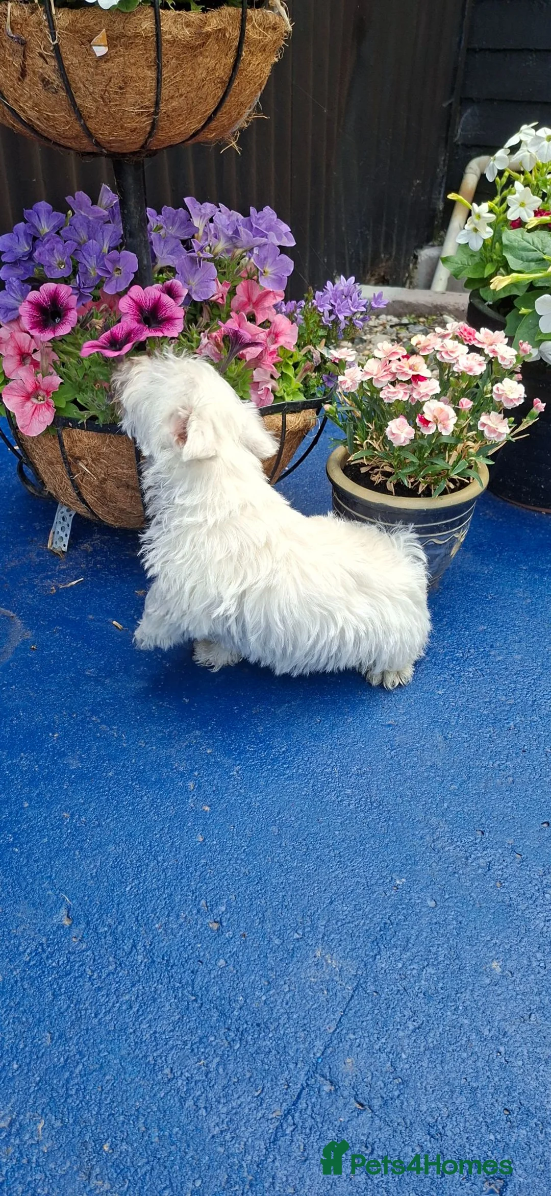 West Highland Terrier dogs for sale: Gorgeous kc reg westie pups - Advert 2