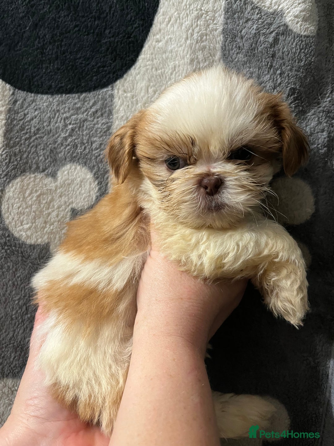 Shih Tzu dogs for sale: Shihtzu puppies  - Advert 10