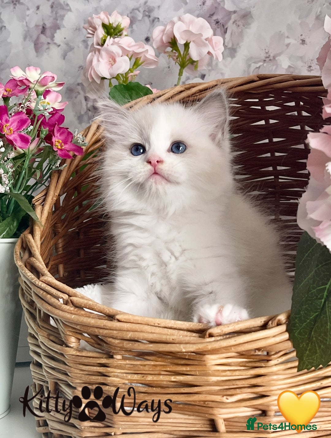 Ragdoll cats for sale: 🐾🩷*TICA REG* LYNX TABBY EU RAGDOLL KITTENS🩵🐾 - Image 26