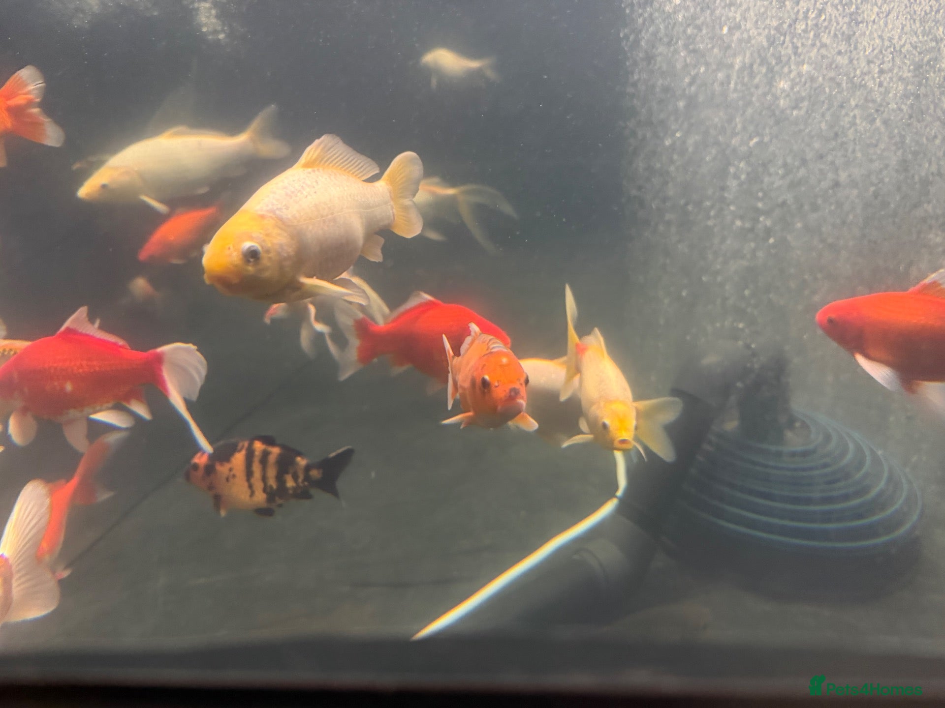 Goldfish fish for sale: Goldfish only - Advert 19