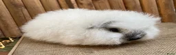 Guinea Pig rodents for sale: Swiss teddy baby sow  - Advert 2