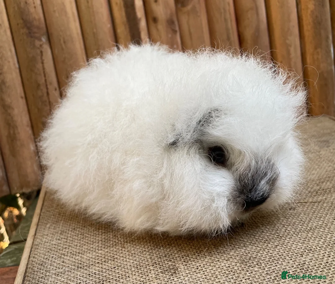Guinea Pig rodents for sale: Swiss teddy baby sow  - Advert 2