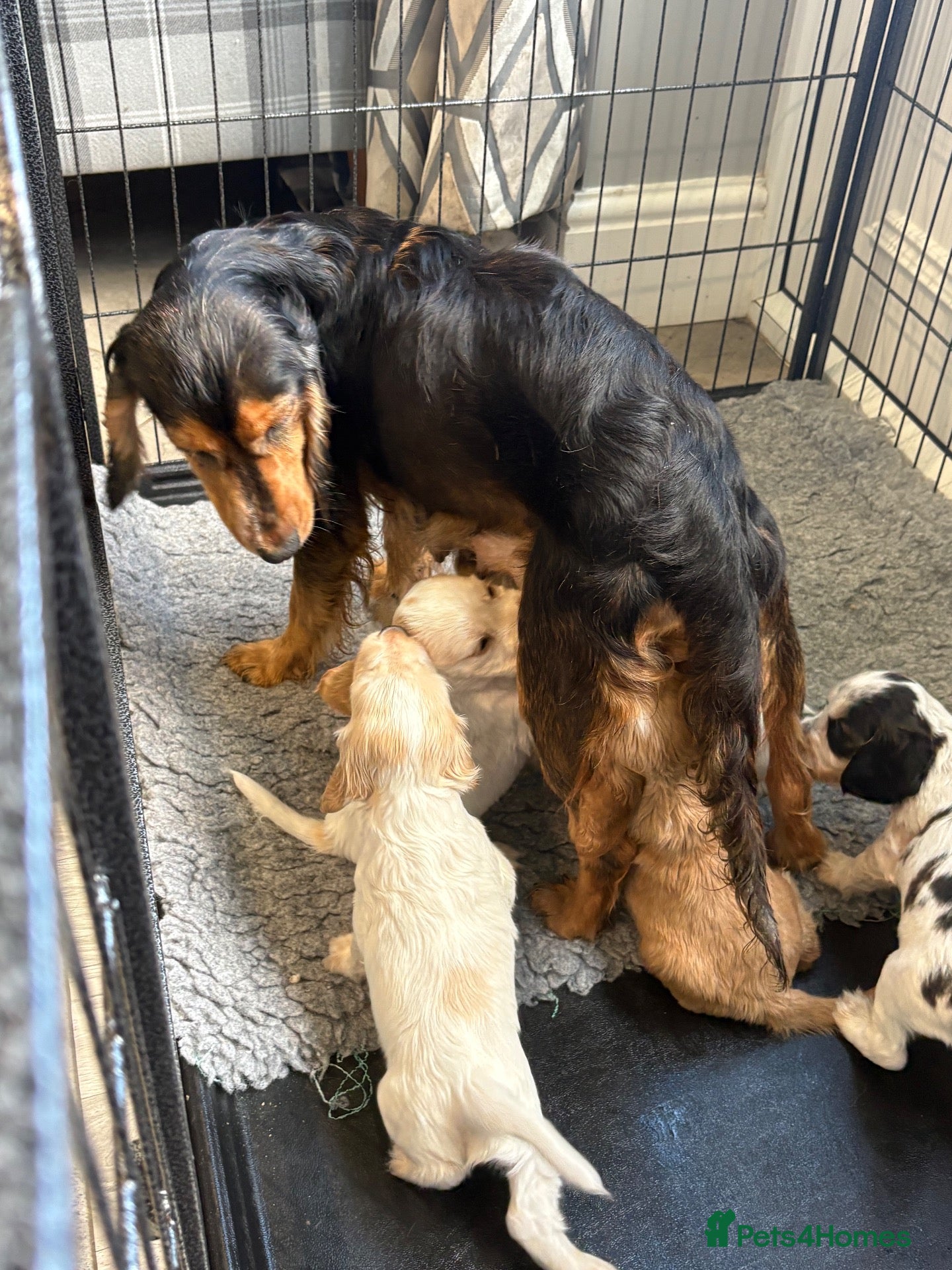 Cocker Spaniel dogs Extensively health tested show cocker spaniel pups - Advert 2