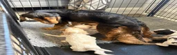 Cocker Spaniel dogs for sale: Extensively health tested show cocker spaniel pups - Advert 3