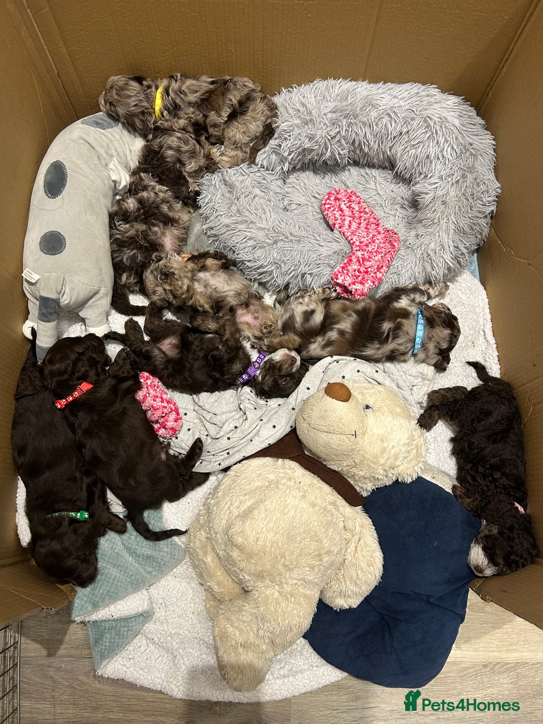 Cockapoo dogs for sale: F2 Toy Cockapoos, Two chocolate boys left - Image 6