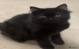 Persian cats for sale: Spanish import - Outstanding kittens available - Image 8